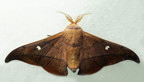 Isoscella peigleri Dapa, Valle Del Cauca
2100m Isoscella peigleri