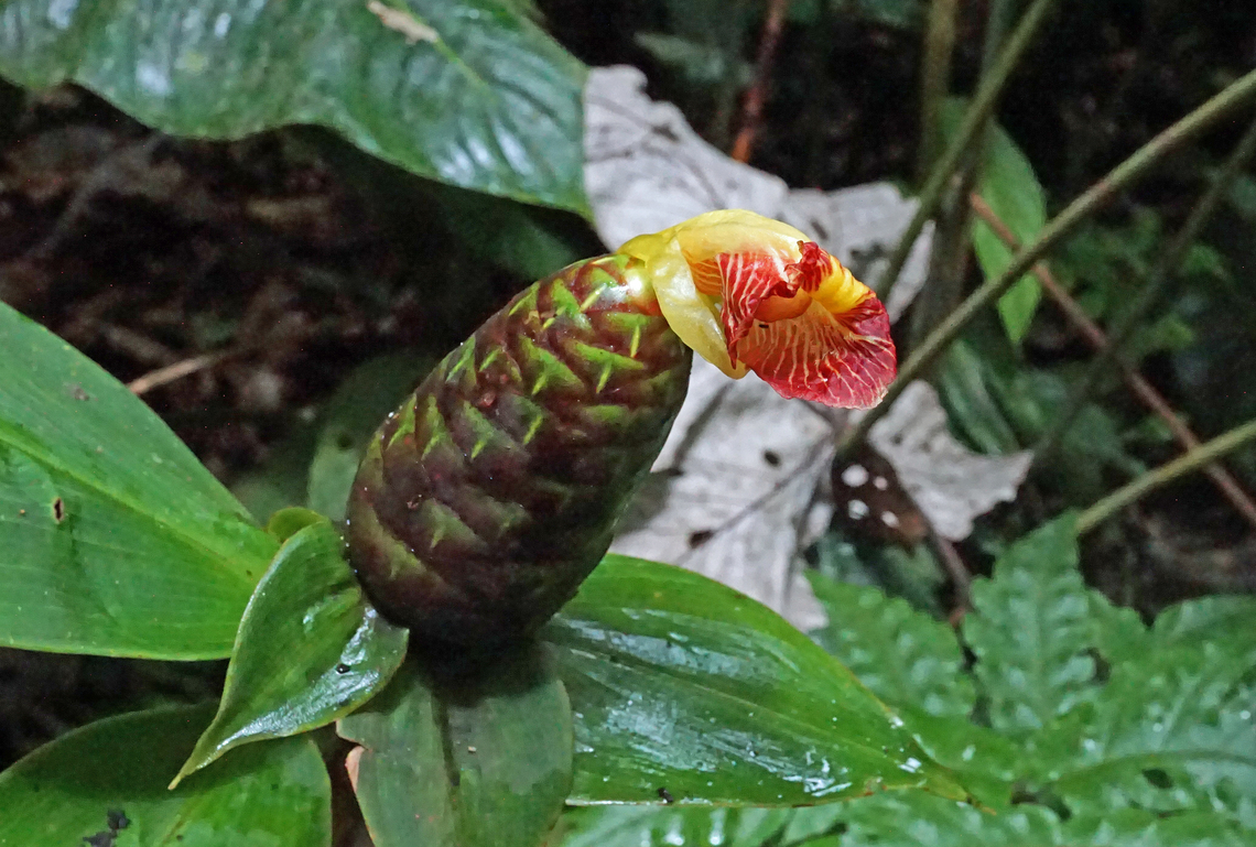 Costus laevis Nuqu&iacute;, Choc&oacute; <br />
30m Costus laevis
