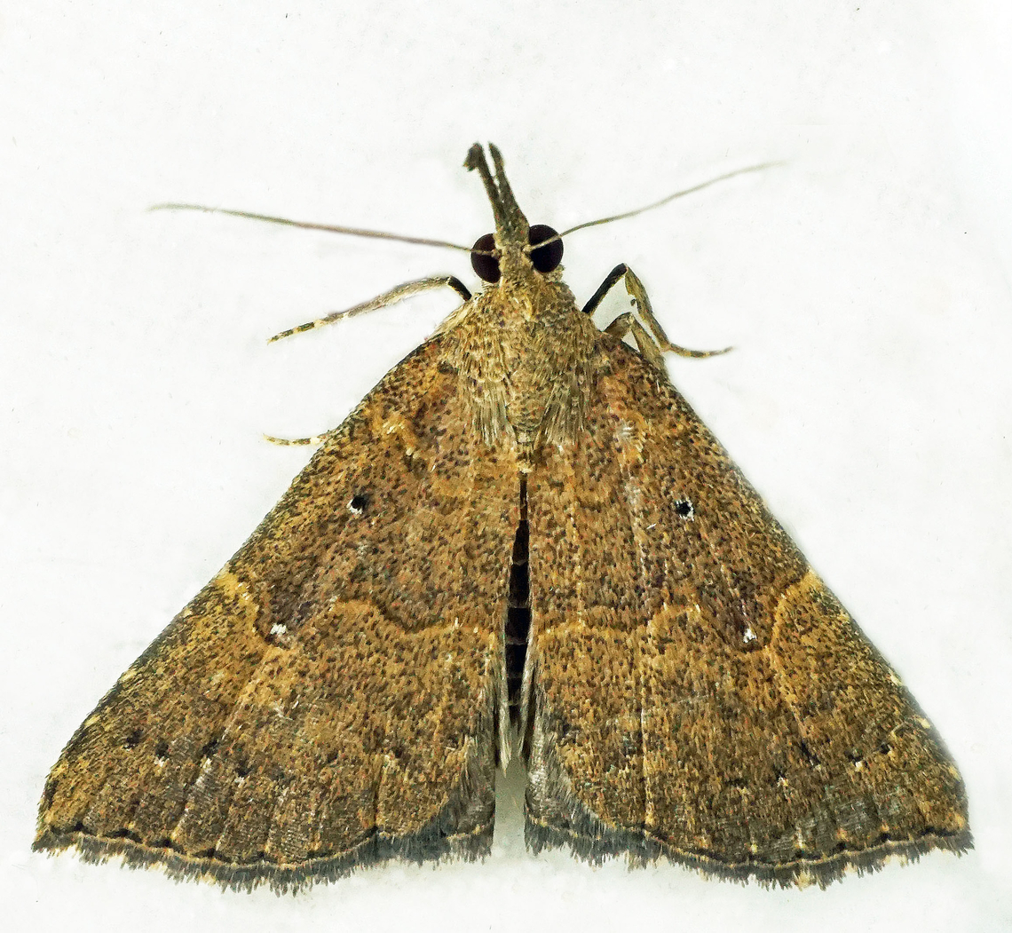 #1100 Dapa, Valle Del Cauca<br />
2100m