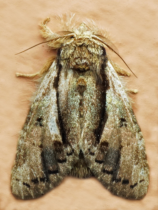 #1101 Dapa, Valle Del Cauca<br />
2100m