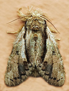 #1101 Dapa, Valle Del Cauca
2100m