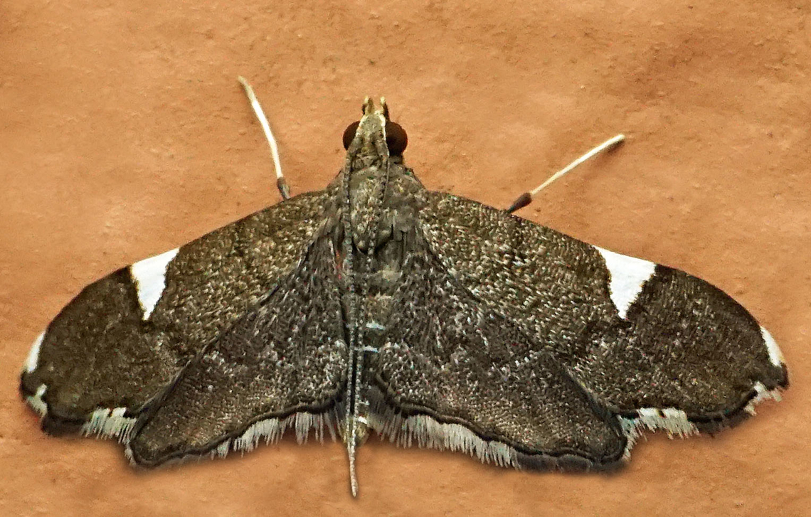 #1102 Dapa, Valle Del Cauca<br />
2100m