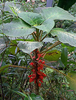 Glossoloma panamense Reserva Rio Bravo, Valle Del Cauca
1200m Glossoloma panamense