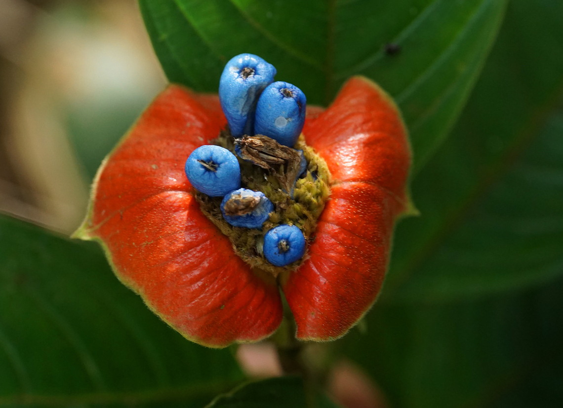 Palicourea tomentosa Nuqu&iacute;, Choc&oacute; <br />
30m Palicourea tomentosa,Sore-mouth Bush