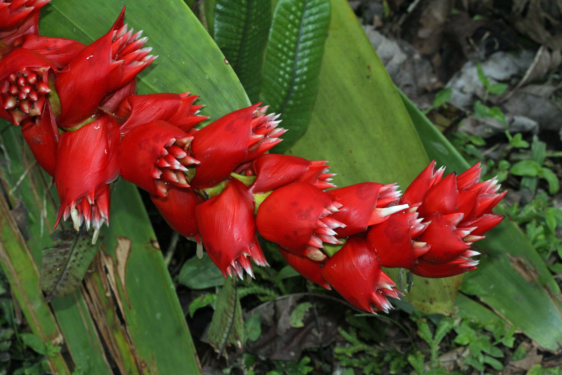 Cipuropsis capituligera Dapa, Valle Del Cauca<br />
2100m Cipuropsis capituligera