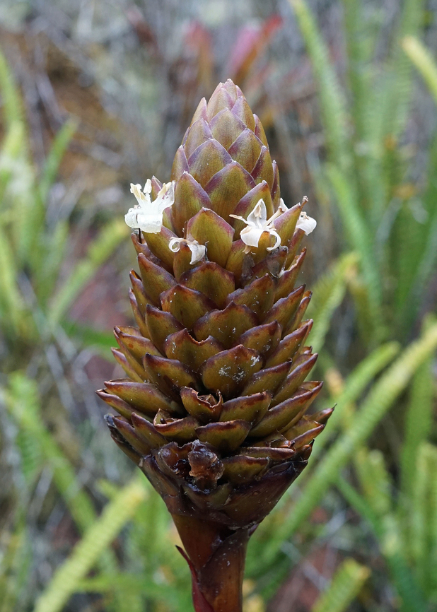 Guzmania coriostachya Dapa, Valle Del Cauca<br />
2100m Guzmania coriostachya