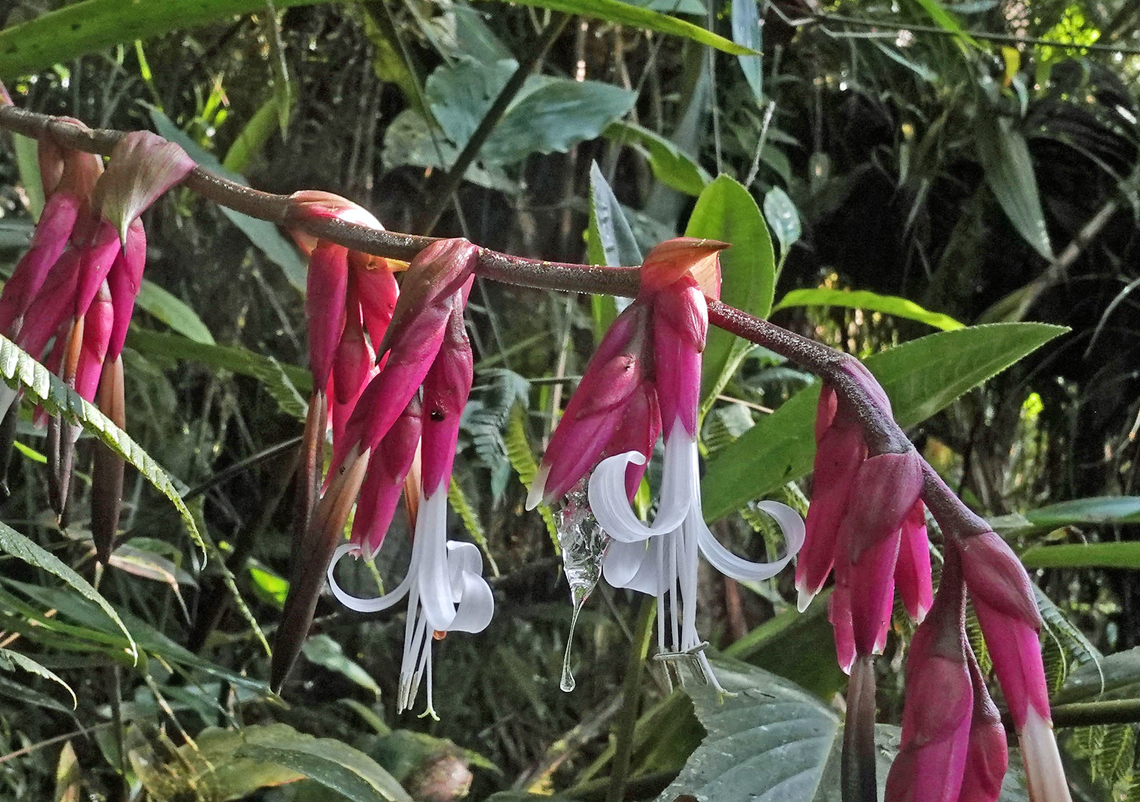 Guzmania lehmanniana Dapa, Valle Del Cauca<br />
2150m Guzmania cabrerae,Guzmania lehmanniana