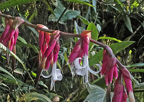 Guzmania lehmanniana Dapa, Valle Del Cauca
2150m Guzmania cabrerae,Guzmania lehmanniana