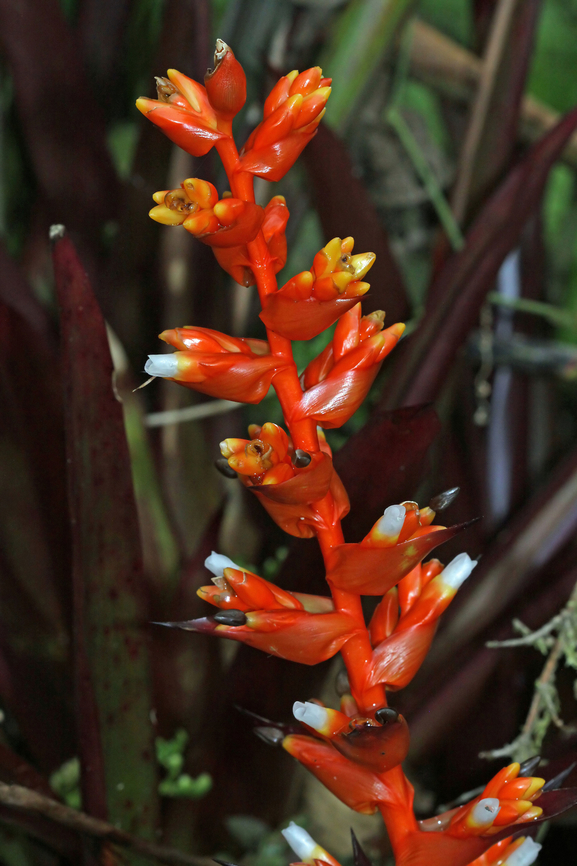Guzmania multifolora Dapa, Valle Del Cauca<br />
2100m Guzmania multiflora,Guzmania multifolora