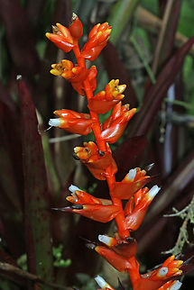 Guzmania multifolora Dapa, Valle Del Cauca
2100m Guzmania multiflora,Guzmania multifolora