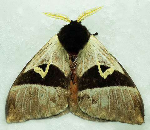 Dirphia sp. Dapa, Valle Del Cauca
2100m