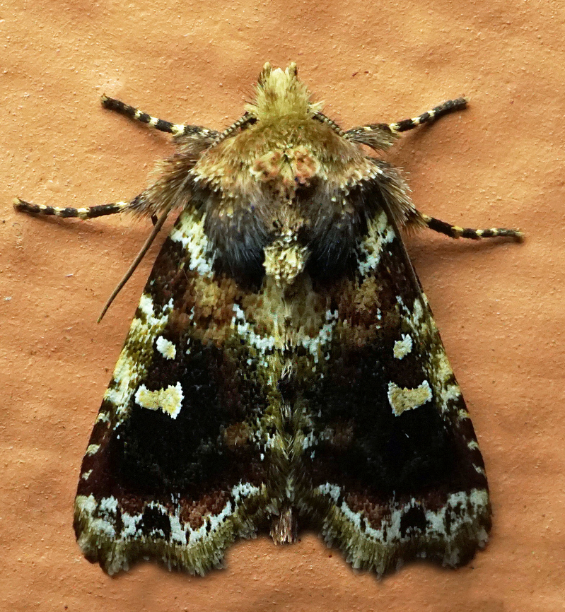 #1103 Dapa, Valle Del Cauca<br />
2100m