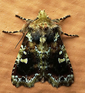 #1103 Dapa, Valle Del Cauca
2100m