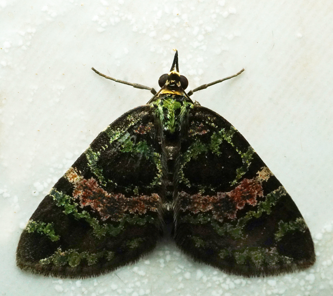 #1104 Dapa, Valle Del Cauca<br />
2100m