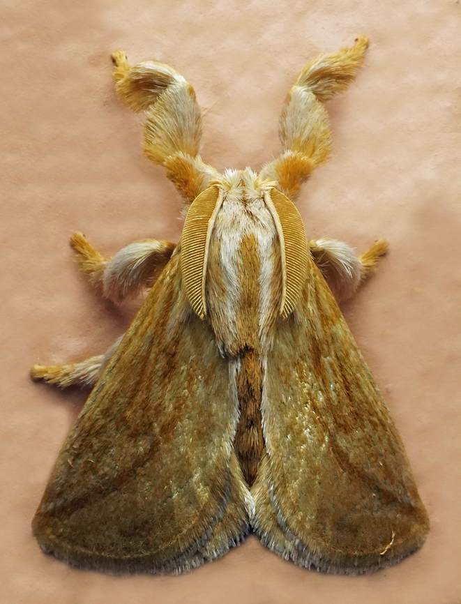 Perola actiosa Dapa, Valle Del Cauca<br />
2100m Perola actiosa