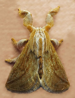 Perola actiosa Dapa, Valle Del Cauca
2100m Perola actiosa