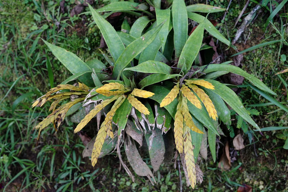 Goudaea ospinae Dapa, Valle Del Cauca<br />
2100m Goudaea ospinae