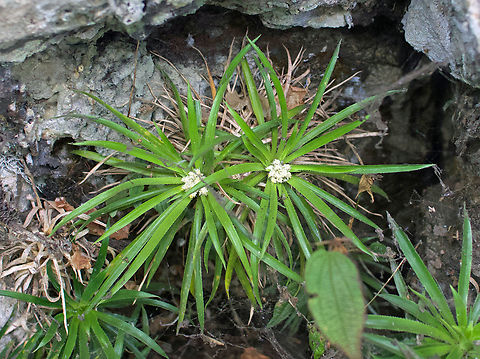 Navia acaulis San José Del Guaviare, Guaviare Navia acaulis