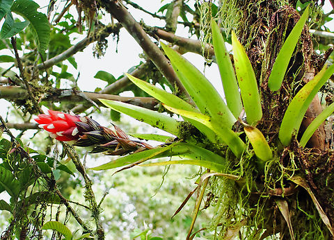 Guzmania monostachia Trujillo, Valle De Cauca Guzmania monostachia