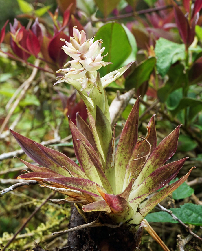 Tillandsia biflora Dapa, Valle Del Cauca<br />
2100m Tillandsia biflora