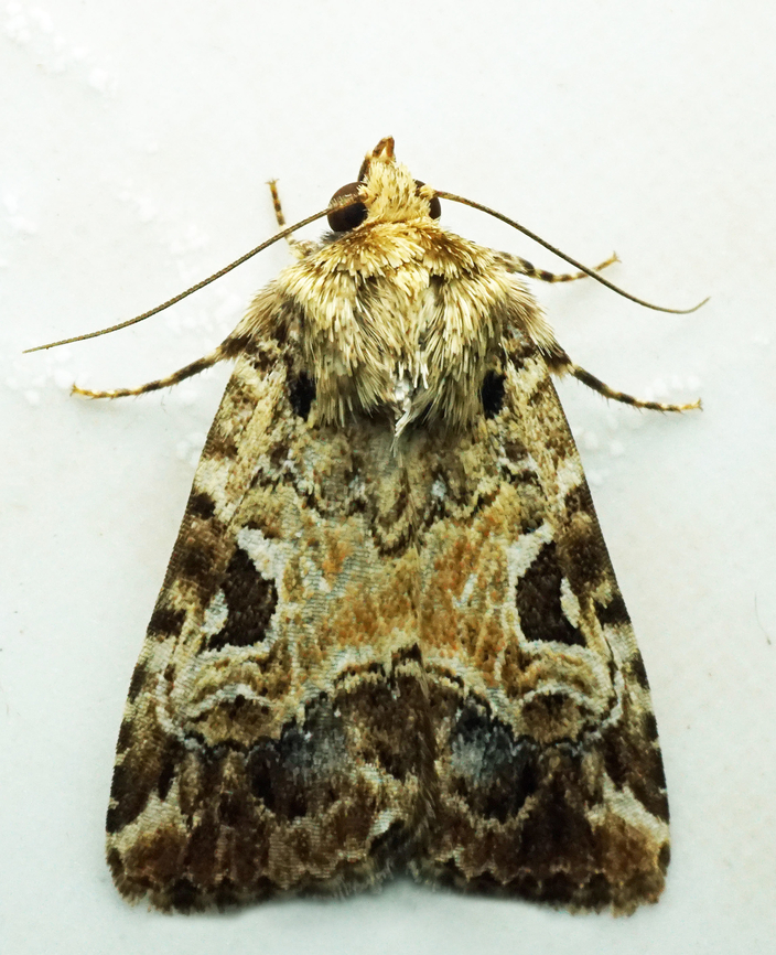 #1105 Dapa, Valle Del Cauca<br />
2100m