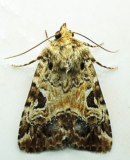 #1105 Dapa, Valle Del Cauca
2100m