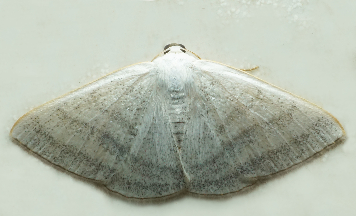 Lomographa sp. Dapa, Valle Del Cauca<br />
2100m