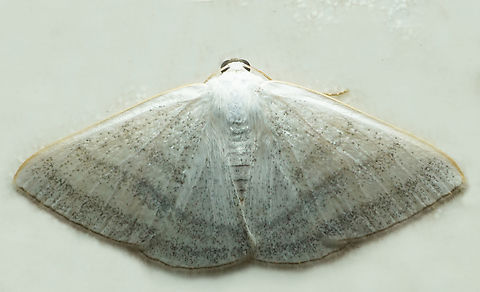 Lomographa sp. Dapa, Valle Del Cauca
2100m