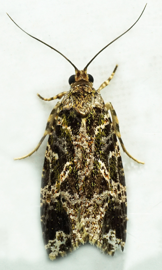 #1107 Dapa, Valle Del Cauca<br />
2100m