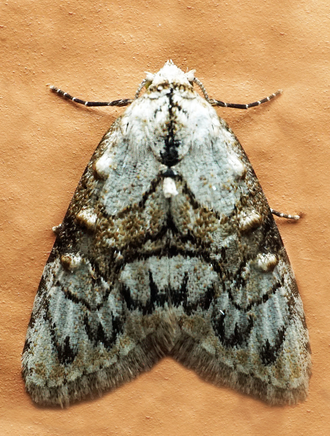 Meganola sp. Dapa, Valle Del Cauca<br />
2100m