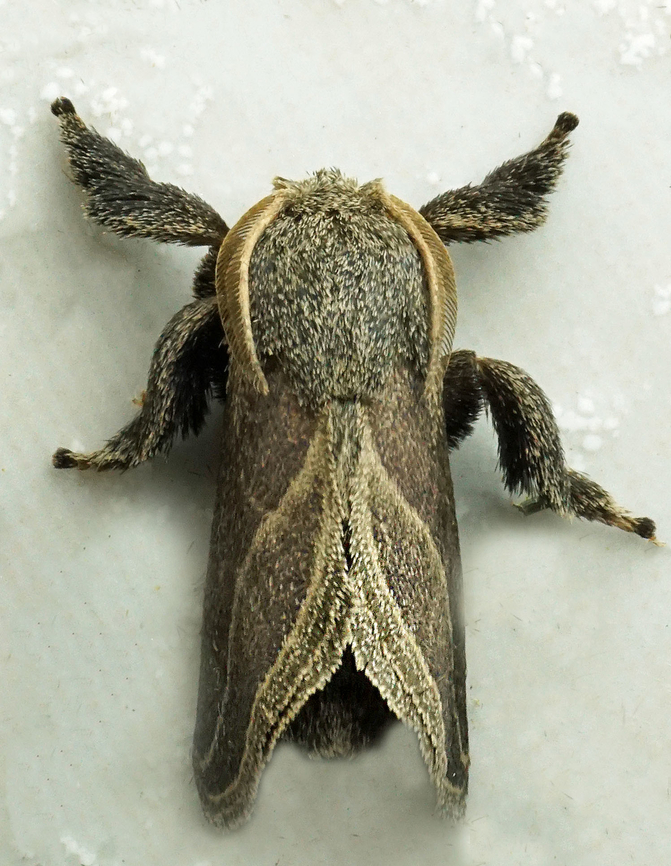 #1108 Lomographa temerata