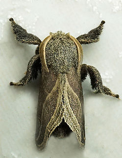 #1108 Lomographa temerata