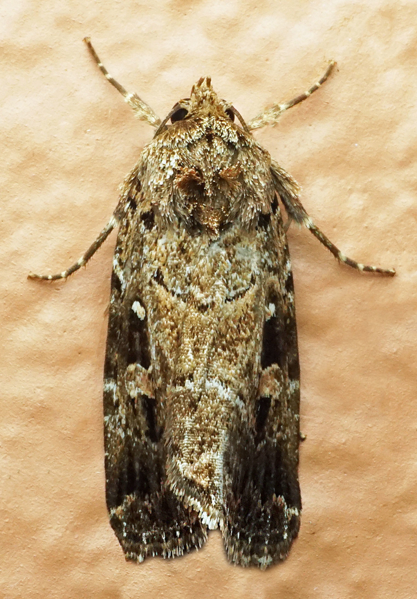 #1109 Dapa, Valle Del Cauca<br />
2100m<br />