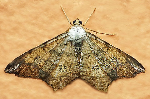 #1110 Dapa, Valle Del Cauca
2100m