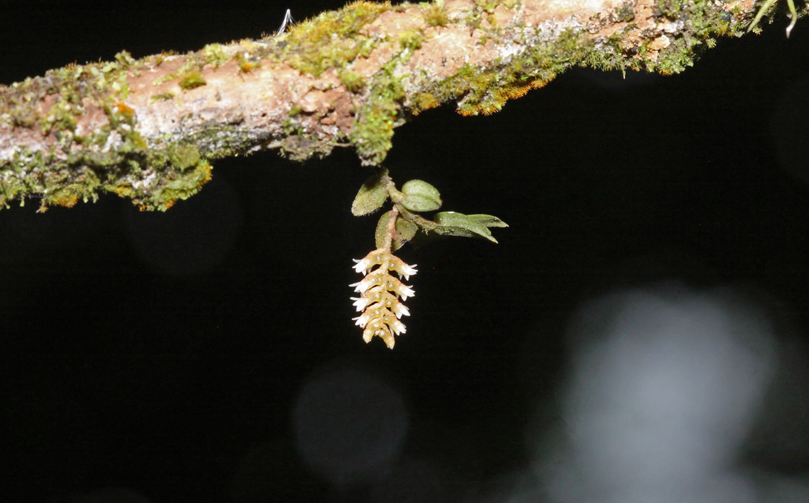 Campylocentrum micrantum Dapa, Valle Del Cauca Campylocentrum micranthum,Campylocentrum micrantum