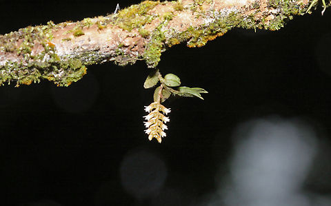 Campylocentrum micrantum Dapa, Valle Del Cauca Campylocentrum micranthum,Campylocentrum micrantum