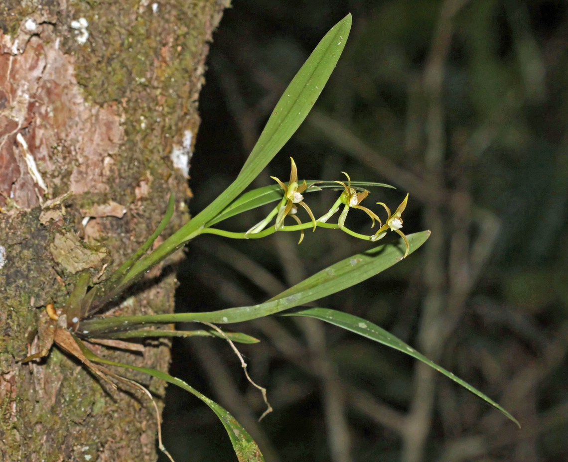 Brassia euodes Dapa, Valle Del Cauca Brassia euodes