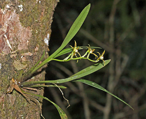 Brassia euodes Dapa, Valle Del Cauca Brassia euodes