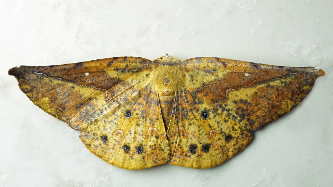 Simopteryx torquataria Dapa, Valle Del Cauca<br />
2100m Simopteryx torquataria