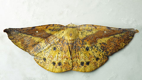 Simopteryx torquataria Dapa, Valle Del Cauca
2100m Simopteryx torquataria