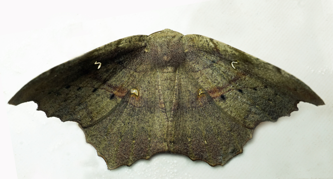 Oxydia optima Dapa, Valle Del Cauca<br />
2100m Oxydia optima