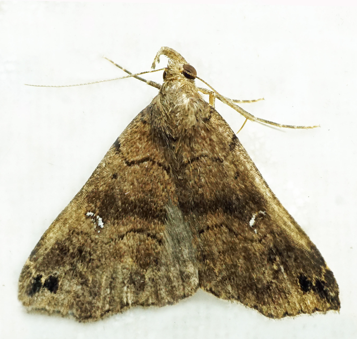 Tetanolita sp. Dapa, Valle Del Cauca<br />
2100m