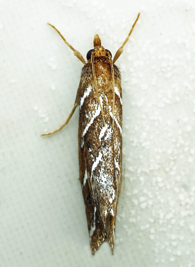 Erupa sp. Dapa, Valle Del Cauca<br />
2100m