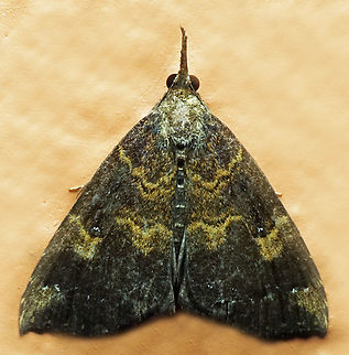 #1115 Dapa, Valle Del Cauca
2100m