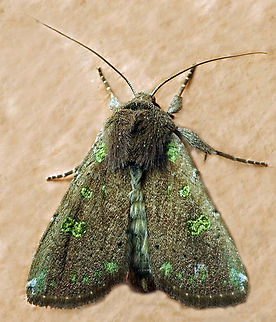 #1116 Dapa, Valle Del Cauca
2100m