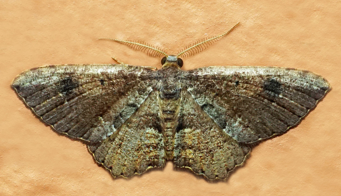 #1117 Dapa, Valle Del Cauca<br />
2100m