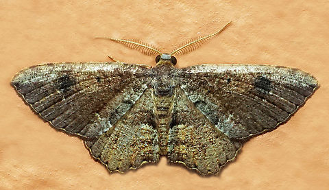 #1117 Dapa, Valle Del Cauca
2100m