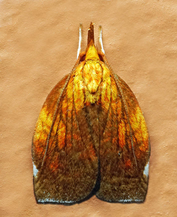 Sparganothini sp. Dapa, Valle Del Cauca<br />
2100m