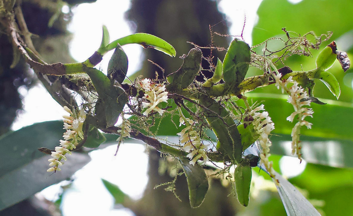Campylocentrum palominoi Rio Bravo Reserve, Valle Del Cauca Campylocentrum palominoi
