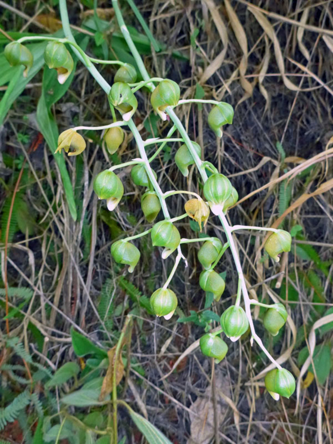 Catasetum ochraceum Valle Del Cauca Catasetum ochraceum